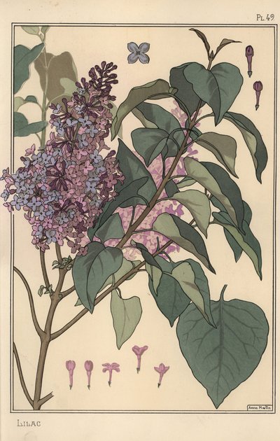 Lilac Botanical Study by Eugene Grasset