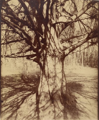 Tree (Garche) Beech by Eugène Atget