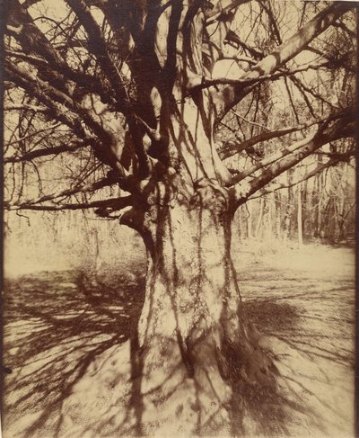 Beech Tree by Eugène Atget