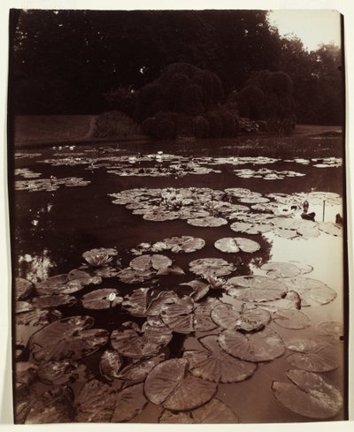 Water Lilies by Eugène Atget