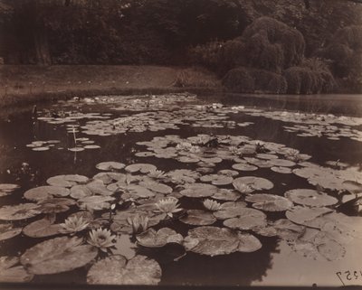 Water Lilies (Bagatelle) by Eugène Atget