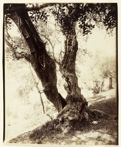 Olivier, Nice by Eugène Atget