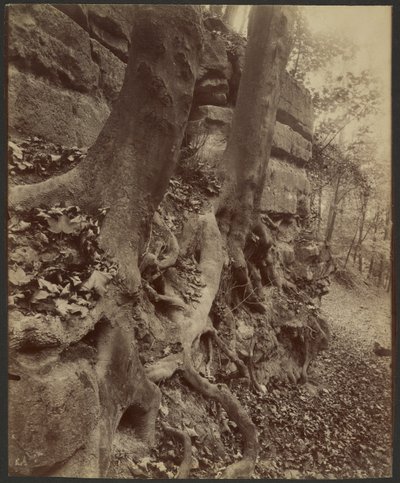 Parc de Saint-Cloud by Eugène Atget