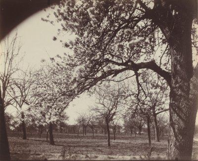 Pear Tree by Eugène Atget
