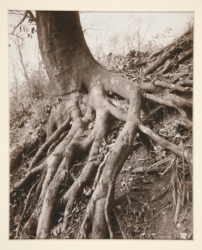 Saint-Cloud by Eugène Atget