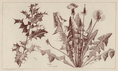 Holly, Dandelion by European School