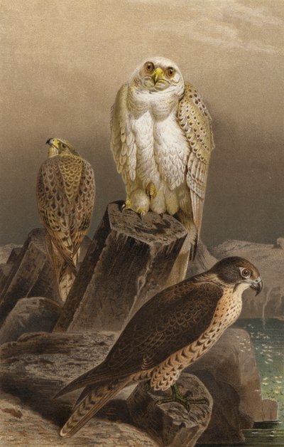 Hunting Falcon by European School