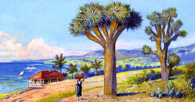 Joshua Trees, California by European School