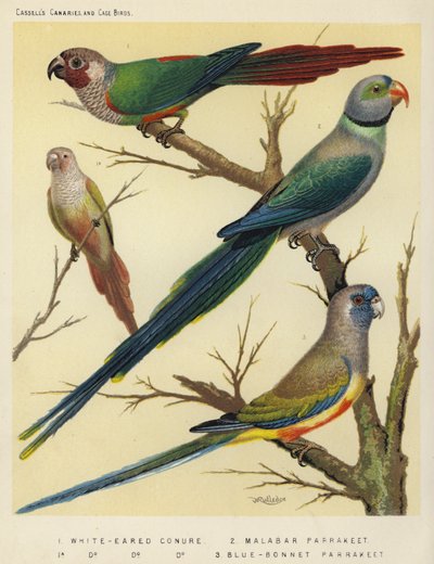 White-Eared Conure, Malabar Parakeet, Blue-Bonnet Parakeet by European School