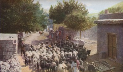 Palestine by Ewing Galloway