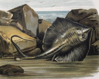 Common stingray (Trygon pastinaca) by F. (after) Padro