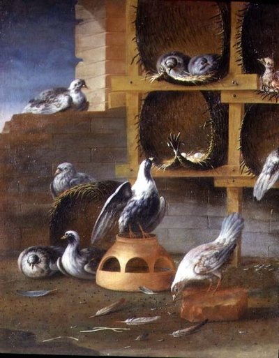 Pigeons in Their Coops by Felice (school of) Boselli