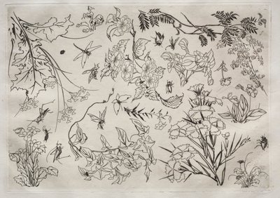 Dinner Service (Rousseau service): Flowers (no. 22) by Felix Bracquemond
