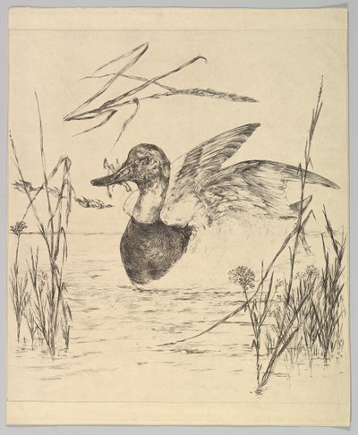 Duck, 1850-1914 by Felix Bracquemond
