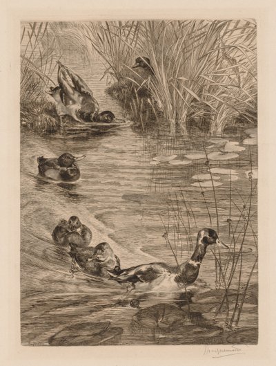 Ducks at play, c. 1870 by Felix Bracquemond