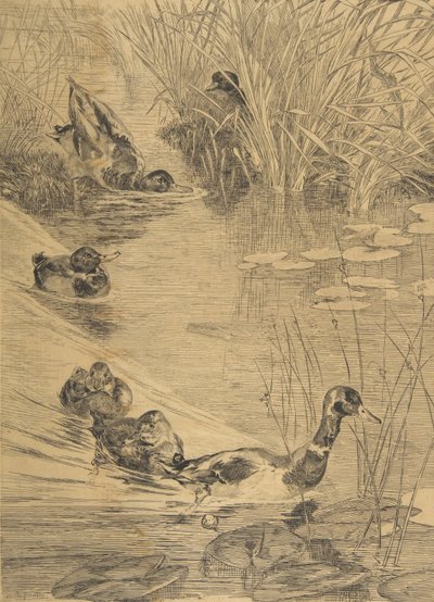 Duck Frolics by Felix Bracquemond