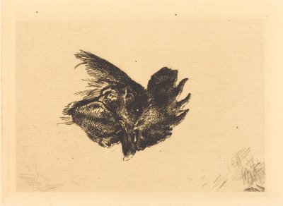 Head of a Cock by Felix Bracquemond