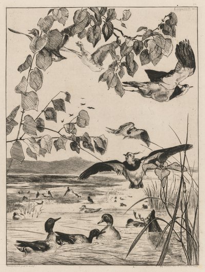 Lapwings and Teals, 1862 by Felix Bracquemond