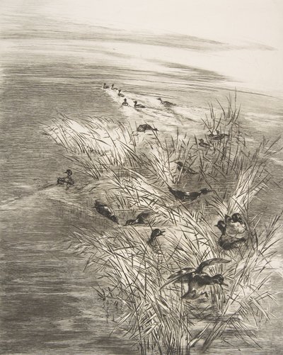 Roseaux et Sarcelles by Felix Bracquemond