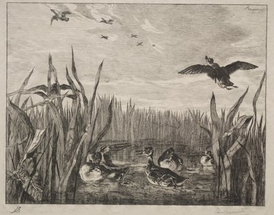 Teal by Felix Bracquemond