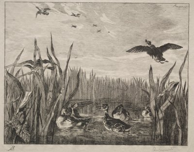 Teal by Felix Bracquemond