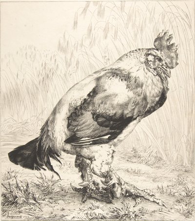 The Old Cock by Felix Bracquemond