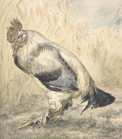 The Old Cock by Felix Bracquemond