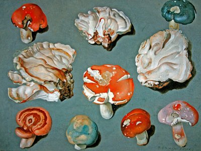 Studies of Fungi by Ferdinand Phillip de Hamilton