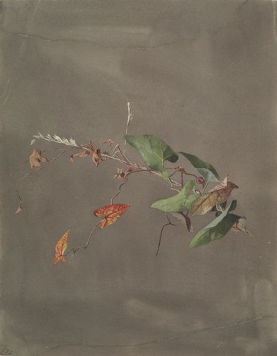 Bindweed by Fidelia Bridges