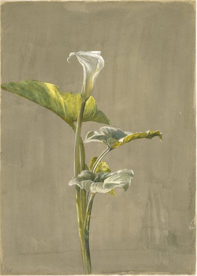 Calla Lily by Fidelia Bridges