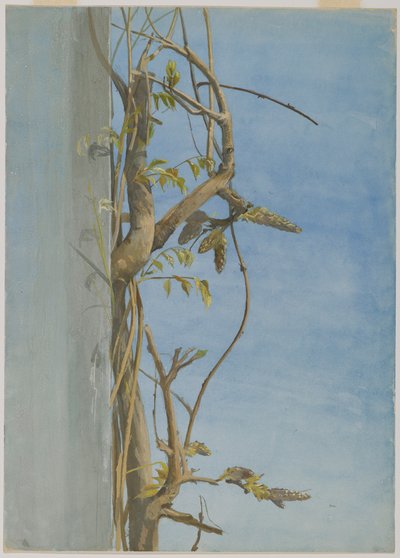 Wisteria on a Wall by Fidelia Bridges