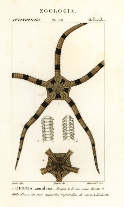 Brittle Star Echinoderm by Finocchi Finocchi
