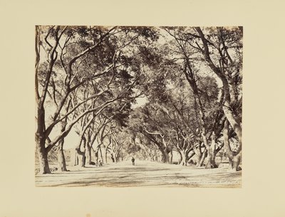 Cairo, Alley of Shoubra by Félix Bonfils