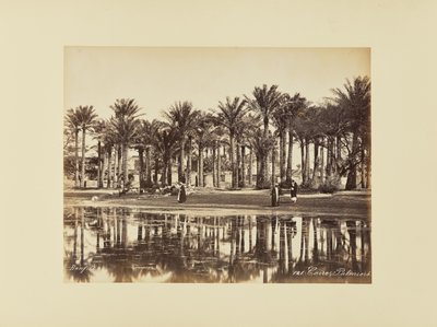 Cairo, Palm Trees by Félix Bonfils