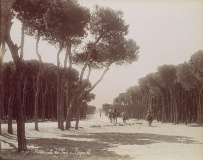 Promenade des Pins à Beyrouth, ca. 1870 by Félix Bonfils