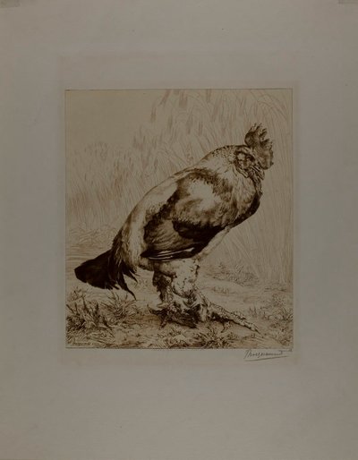 The Old Cock by Félix Henri Bracquemond