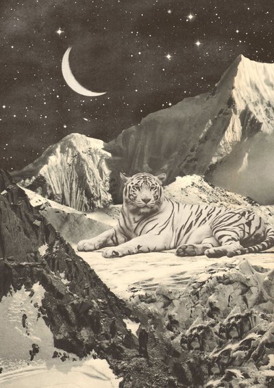 Giant White Tiger in Mountains by Florent Bodart