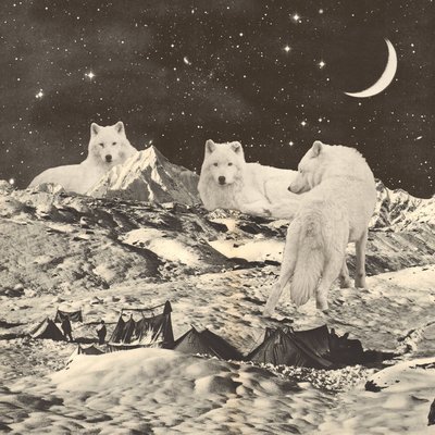 Three Giant White Wolves on Mountains by Florent Bodart