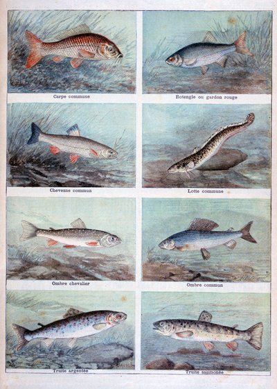 Freshwater Fish, 1898 by Fortuné Méaulle