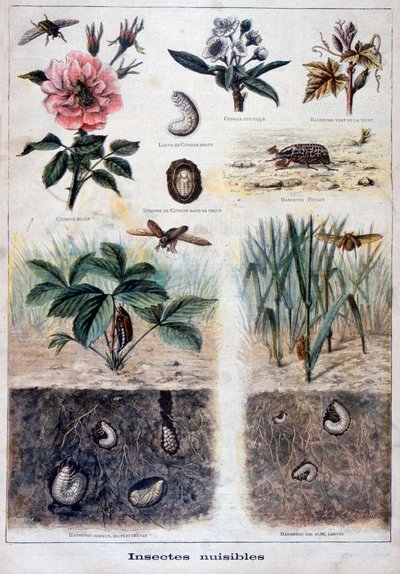 Harmful Insects by Fortuné Méaulle