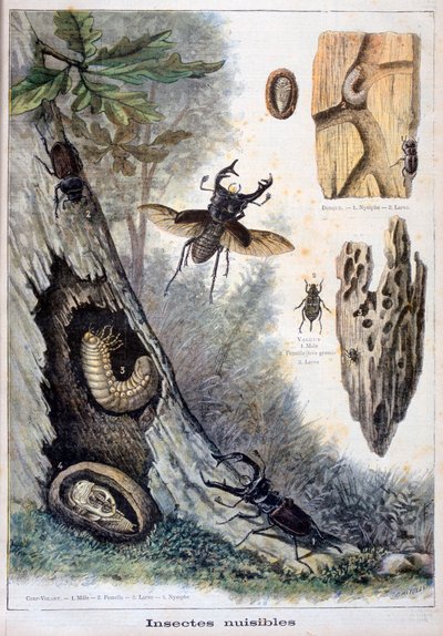 Harmful Insects by Fortuné Méaulle