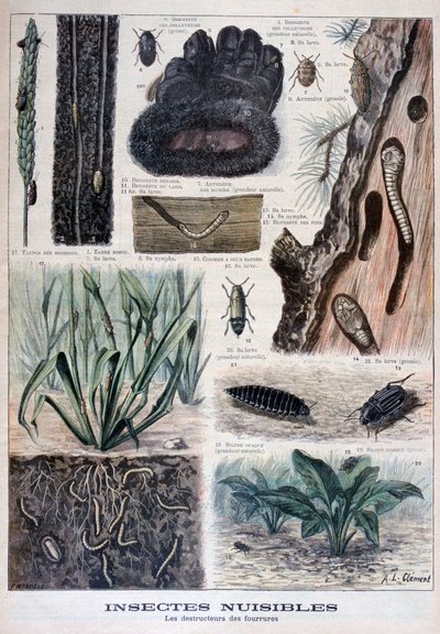 Insects harmful to furs, 1897 by Fortuné Méaulle