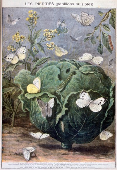 Pierid Butterflies, 1897 by Fortuné Méaulle
