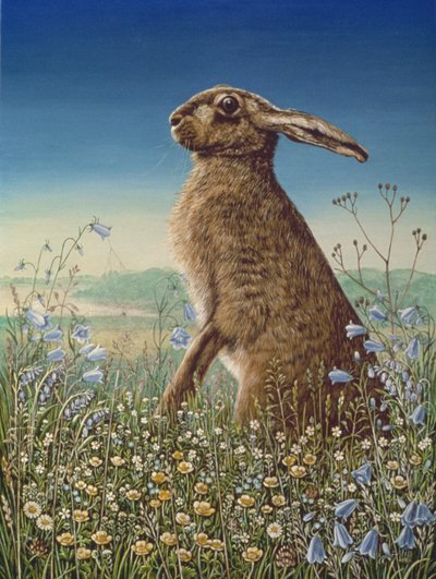Hare, 1984 by Frances Broomfield
