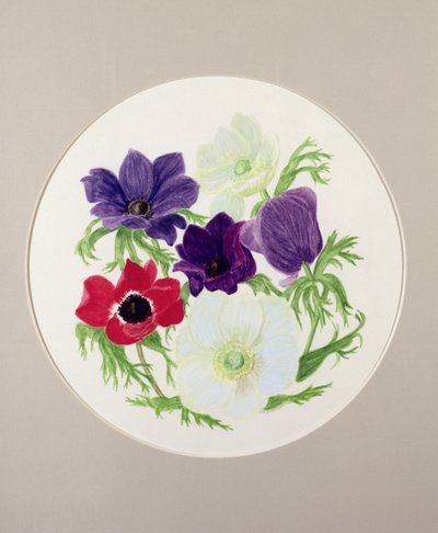 Anemones by Frances Buckland
