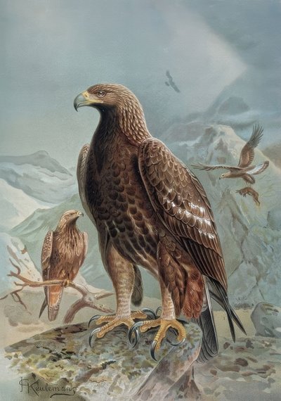 Engraving - Wild or Tawny Eagle - Adult Female and Young by Francia