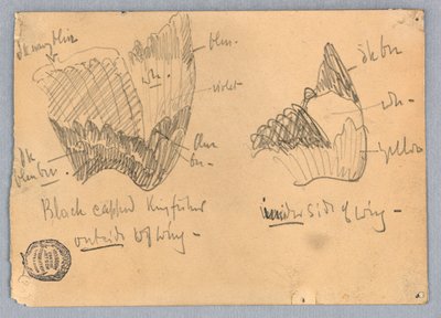Wing of a Black-capped Kingfisher by Francis Augustus Lathrop