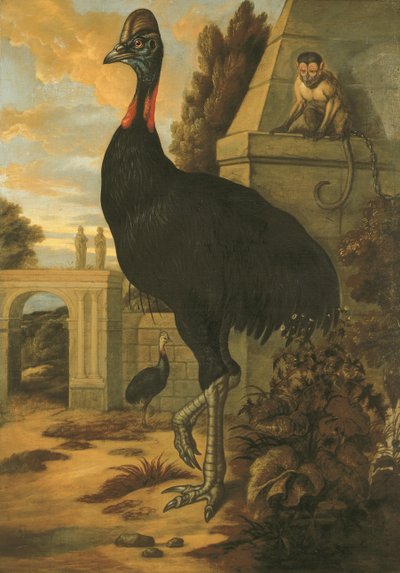 A Cassowary by Francis Barlow