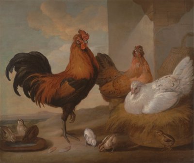 Domestic Cock, Hens, and Chicks by Francis Barlow