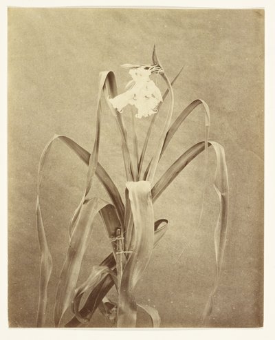 Flowers by Francis Edmond Currey